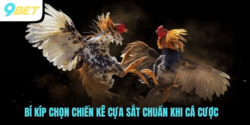 Bí kíp chọn chiến kê cựa sắt chuẩn khi cá cược