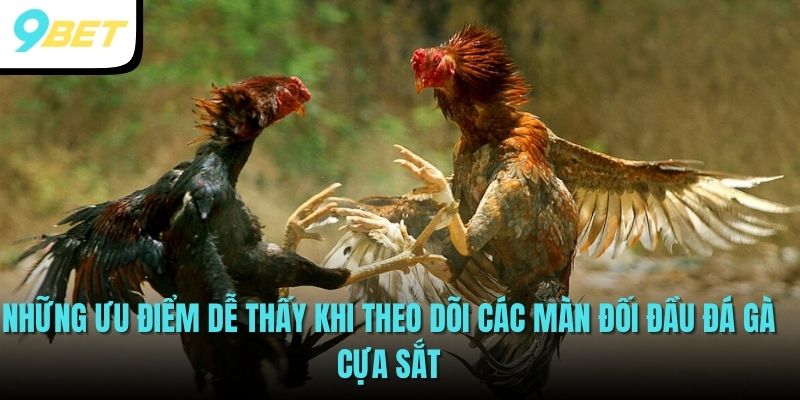 Những ưu điểm dễ thấy khi theo dõi các màn đối đầu đá gà cựa sắt